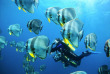 Maldives - Euro-Divers