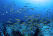 Maldives - Euro-Divers