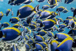 Maldives - Euro-Divers