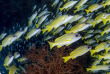 Maldives - Euro-Divers
