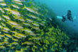 Maldives - Euro-Divers
