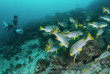 Maldives - Euro-Divers