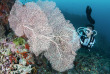 Maldives - Euro-Divers