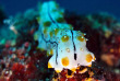 Maldives - Nika - La plongée © Anastasia Demkina