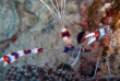 Maldives - Nika - La plongée - Crevette nettoyeuse © Anastasia Demkina