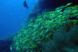 Maldives - Nika - La plongée - Banc de fusiliers © Anastasia Demkina