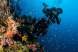 Maldives - Nika - La plongée