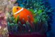 Maldives - Nika - La plongée - Poisson clown © Anastasia Demkina