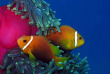 Maldives - Nika - La plongée - Poisson clown © Anastasia Demkina