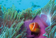 Maldives - Nika - La plongée - Poisson clown © Anastasia Demkina