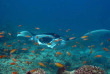 Maldives - Nika - La plongée - Raie manta © Anastasia Demkina