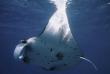 Maldives - Nika - La plongée - Raie manta © Anastasia Demkina