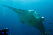 Maldives - Nika - La plongée - Raie manta © Anastasia Demkina