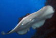 Maldives - Nika - La plongée - Raie pastenague © Anastasia Demkina