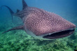 Maldives - Nika - La plongée - Requin baleine