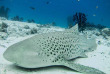 Maldives - Nika - La plongée - Requin-léopard
