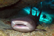 Maldives - Nika - La plongée - Requin nourrice © Anastasia Demkina