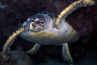 Maldives - Nika - La plongée Tortue © Anastasia Demkina