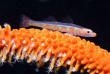 Maldives - Ocean Pro - La plongée - Poisson-flechette sur corail