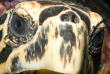 Maldives - Ocean Pro - La plongée - Tortue