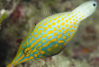 Maldives - Park Hayatt - La plongée