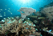 Maldives - Park Hayatt - La plongée