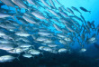 Maldives - Park Hayatt - La plongée - Banc de carangues