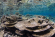 Maldives - Park Hayatt - La plongée