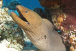 Maldives - Park Hayatt - La plongée - Murène