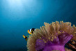 Maldives - Park Hayatt - La plongée - Poisson-clown