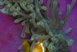 Maldives - Park Hayatt - La plongée - Poisson-clown