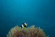 Maldives - Park Hayatt - La plongée - Poisson-clown