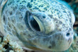 Maldives - Park Hayatt - La plongée - Tortue