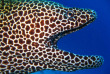 Maldives - Centre de plongée Sea Explorer - Murène