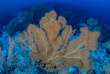 Maldives - Centre de plongée Sub Oceanic - Canareef Resort