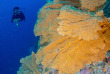 Maldives - Centre de plongée Sub Oceanic - Canareef Resort