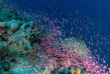 Maldives - Centre de plongée Sub Oceanic - Canareef Resort