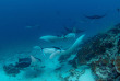 Maldives - Centre de plongée Sub Oceanic - Canareef Resort