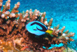 Maldives  - Centre de plongée TGI diving - Chirurgien