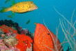 Maldives  - Centre de plongée TGI diving - Poisson-coffre et mérou