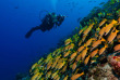 Maldives - Centre de plongée Werner Lau © U Kefrig