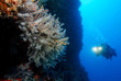 Maldives - Medhufushi - Werner lau - Corail © U.Kefrig