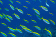 Maldives - Medhufushi - Werner lau - Banc de fusiliers © U.Kefrig