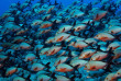 Maldives - Medhufushi - Werner lau - Lutjans bossus © U.Kefrig