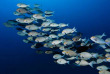 Maldives - Medhufushi - Werner lau - Banc de chirugiens © U.Kefrig