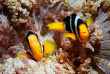 Maldives - Medhufushi - Werner lau - Poisson-clown © U.Kefrig