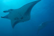 Maldives - Medhufushi - Werner lau - Raie manta © U.Kefrig