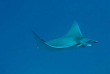 Maldives - Medhufushi - Werner lau - Raie manta © U.Kefrig