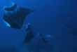 Maldives - Medhufushi - Werner lau - Raie manta © U.Kefrig