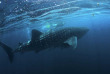 Maldives - Medhufushi - Werner lau - Requin baleine © A.Wackenrohr
